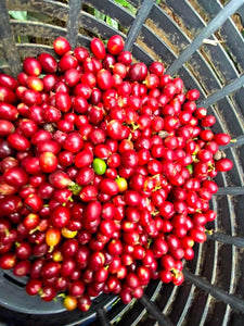 Guatemala De La Gente Shigualos *Direct Trade*