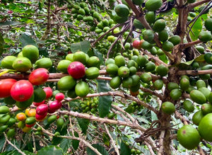 Guatemala De La Gente Shigualos *Direct Trade*