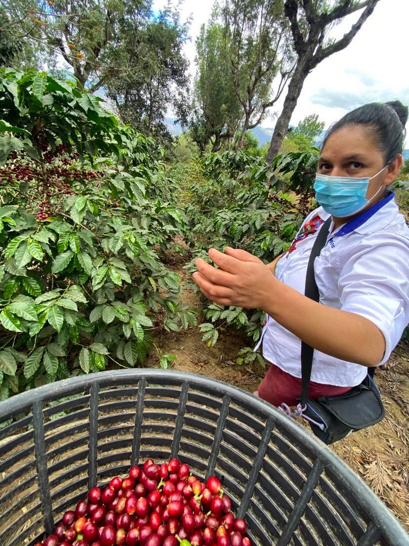 Guatemala De La Gente Shigualos *Direct Trade*