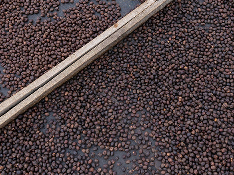 Ethiopia Kembata Natural