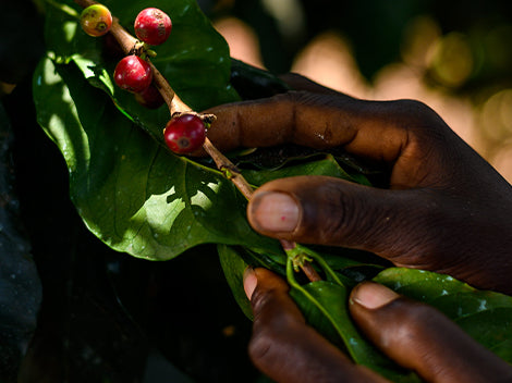 Ethiopia Kembata Natural
