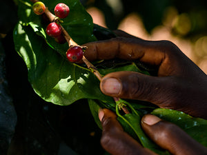 Ethiopia Kembata Natural