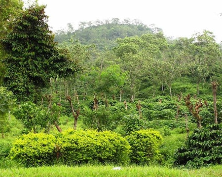Java Kayumas Taman Dadar